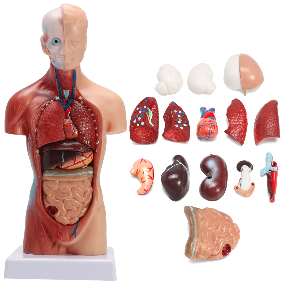 es/STEM Human Torso Body Anatomy
